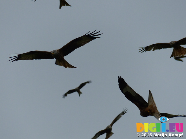 FZ015279 Red kites (Milvus milvus)